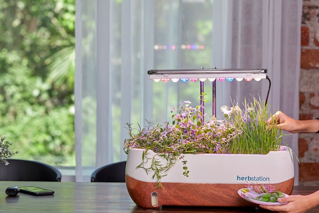 indoor gardening kits for beginners indoor gardening kits for beginners