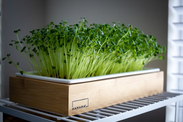 how to grow microgreens without soil