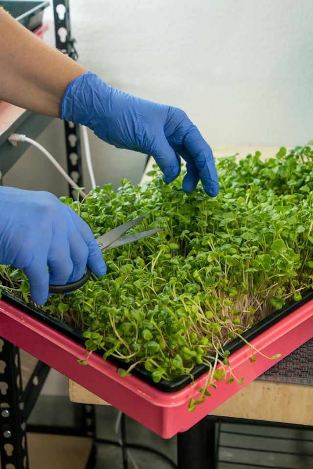 how to grow microgreens without soil