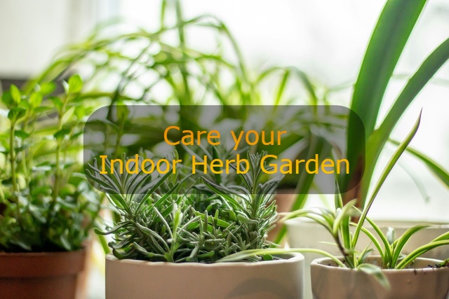 how to care for your indoor herb garden