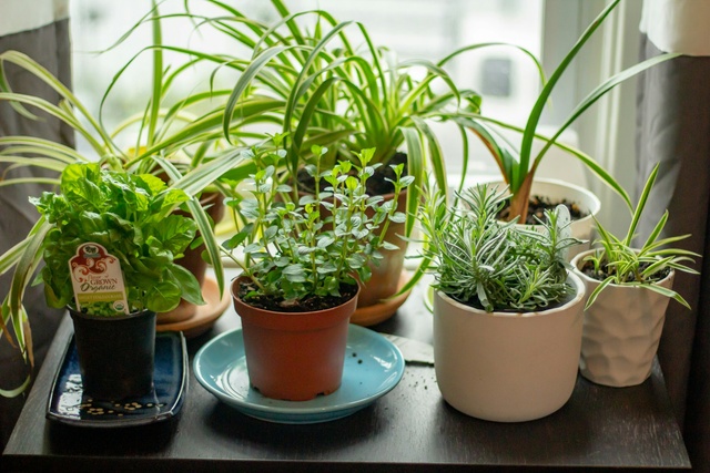 bonnie-kittle-fOZ9dh8qpVw-unsplash how to care for an indoor herb garden