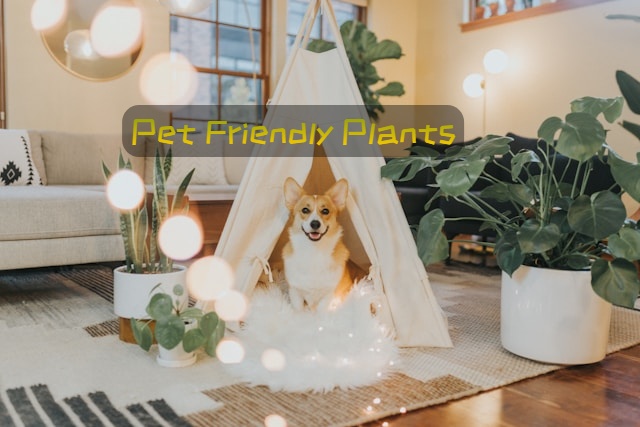 best indoor plants for beginners with dogs
