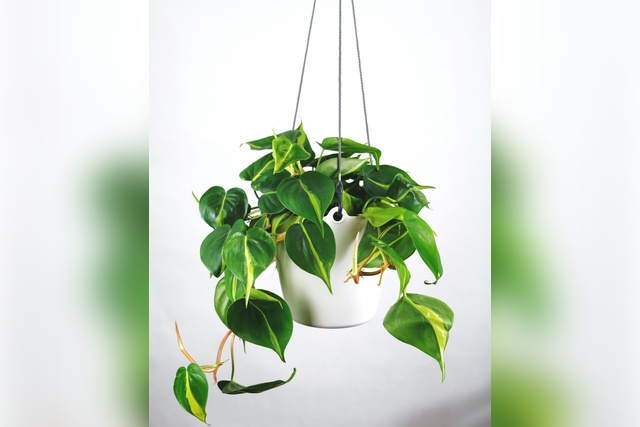 feey-Ug5roZHlC78-unsplash 16 common houseplants