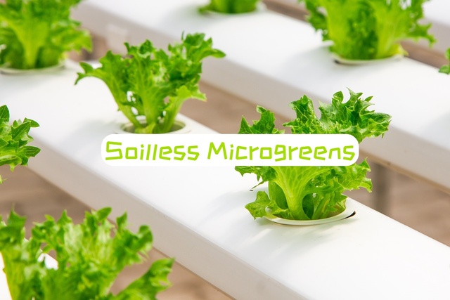 how to grow microgreens without soil