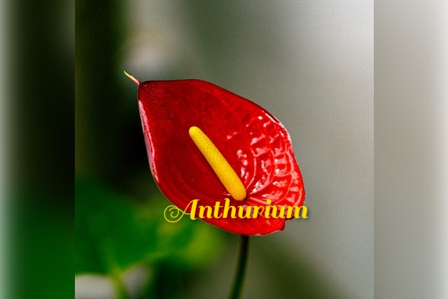how to care for anthuriums