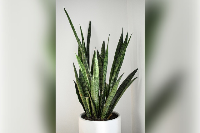 jake-goossen-iIuyXTcEBTI-unsplash 16 common houseplants