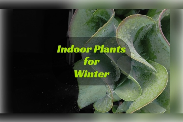 best indoor plants for winter