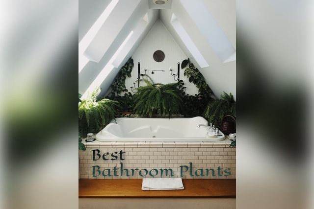 best bathroom plants no light