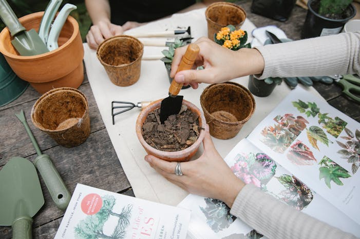 pexels-gary-barnes-6231712 2025 indoor gardening guide