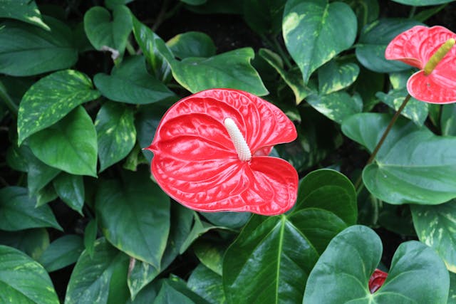 how to care for anthuriums