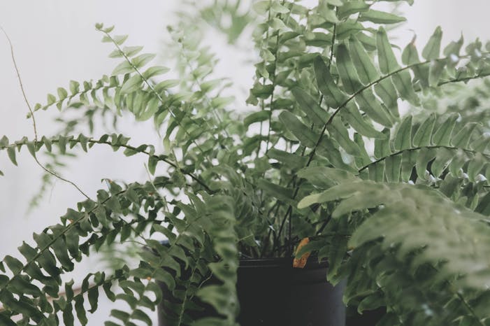 pexels-joshua-mcknight-442355-3854749 best nontoxic houseplants for kitchen