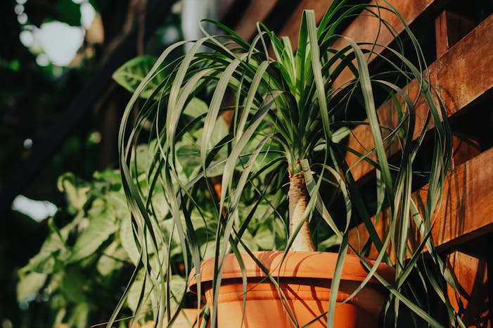 pexels-kriss-30343680 best indoor plants for beginners with dogs