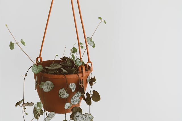 pexels-nur-tok-1105432560-29666666 best nontoxic houseplants for kitchen