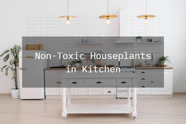 best non-toxic houseplants for kitchen