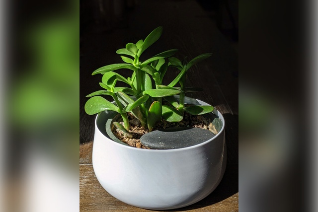 susan-wilkinson-mvYOg7OgGO4-unsplash 16 common houseplants