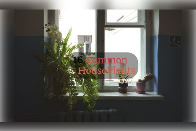 16 common houseplants