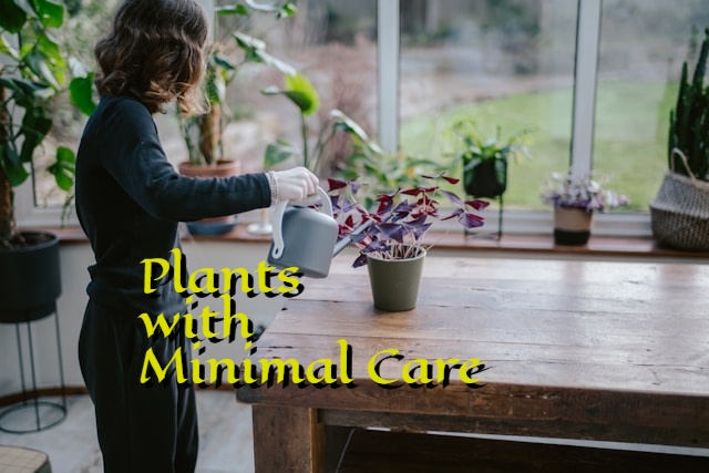indoor plants with minimal care