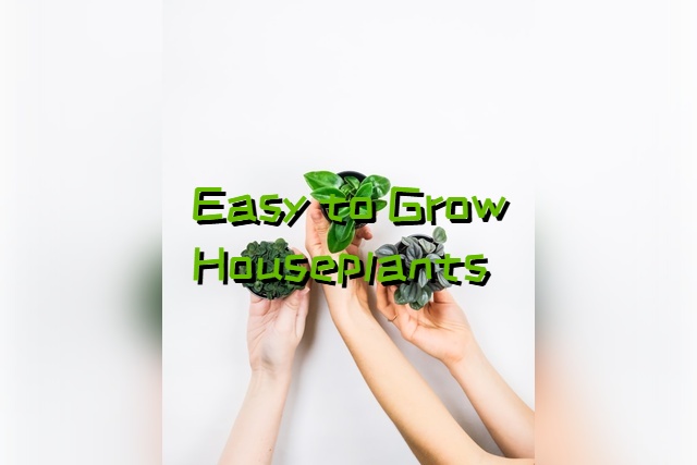 what are easy indoor plants to grow