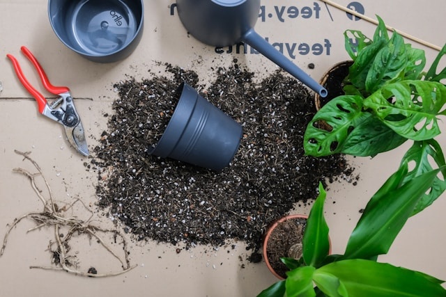 indoor plants with minimal care