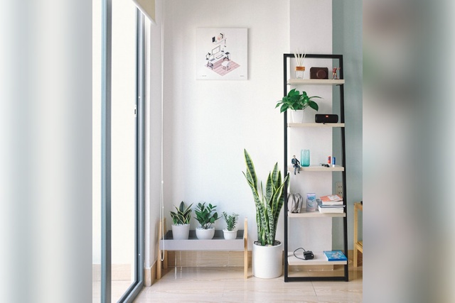 huy-phan-HqLcI0Dyl4o-unsplash what are easy to grow indoor plants