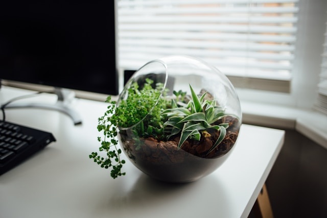 easy plants to grow from seed indoors