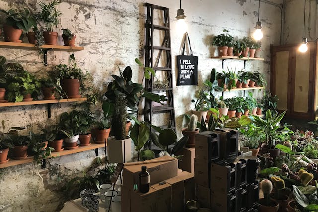 pexels-alexdzot-3664342 2025 houseplant trends