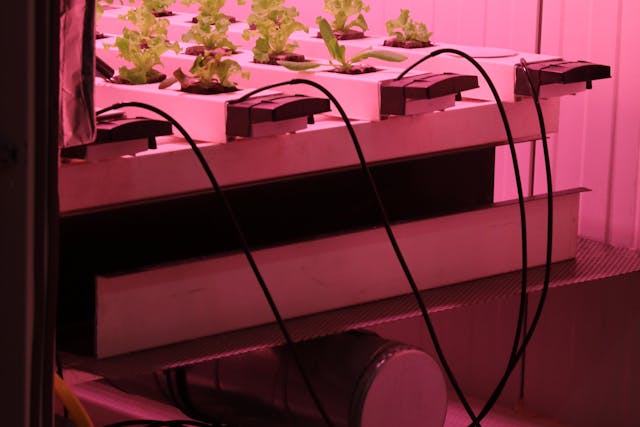 pexels-ann-h-45017-15954902 2025 houseplant trends