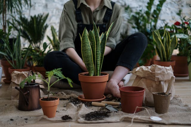 easy plants to grow from seed indoors