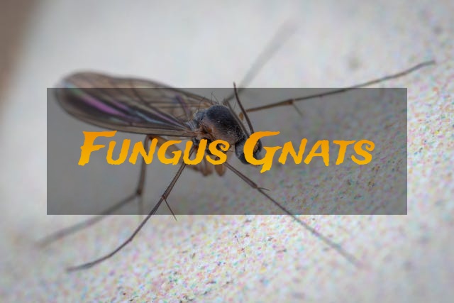 reasons indoor plants attracting fungus gnats