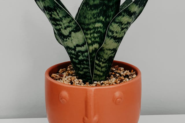 indoor plants that purify the air