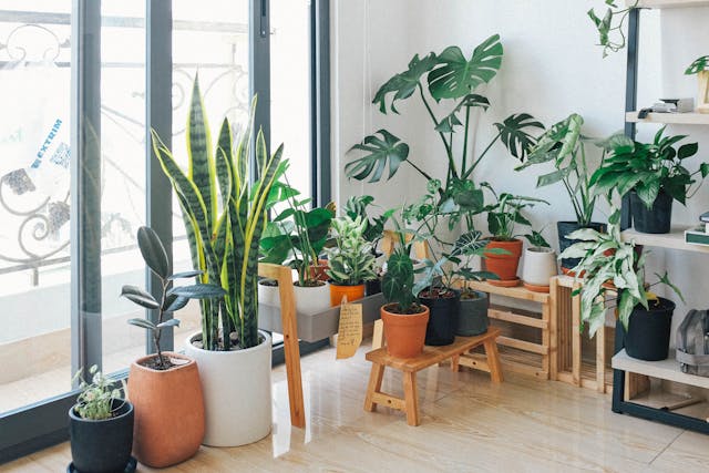 Useful ideas for choosing the perfect indoor plants