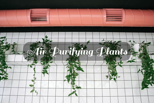 indoor plants that purify the air
