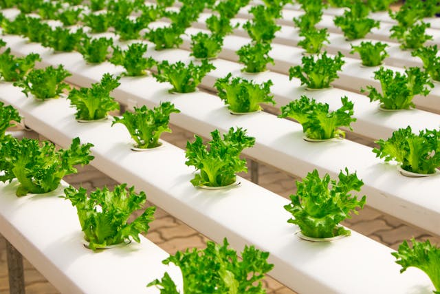 easy plants to grow from seed indoors