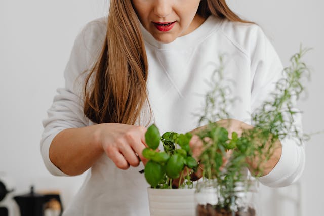 pexels-karolina-grabowska-6660421 2025 houseplant trends