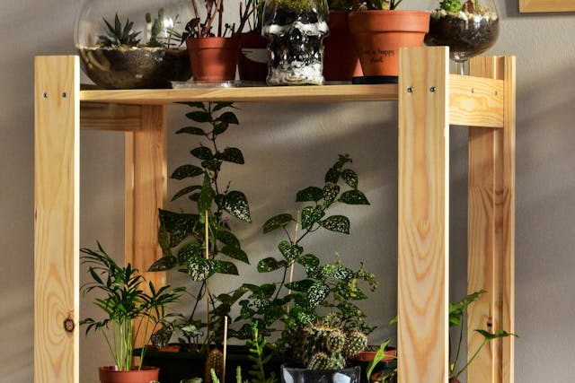 Useful ideas for choosing the perfect indoor plants