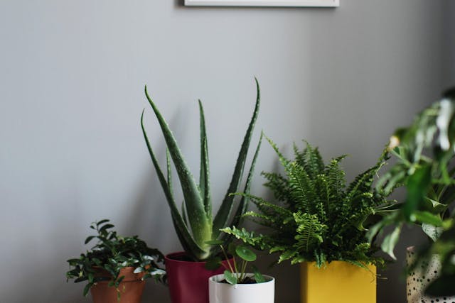 pexels-kseniachernaya-3952031 benefits of aloe vera plant in home