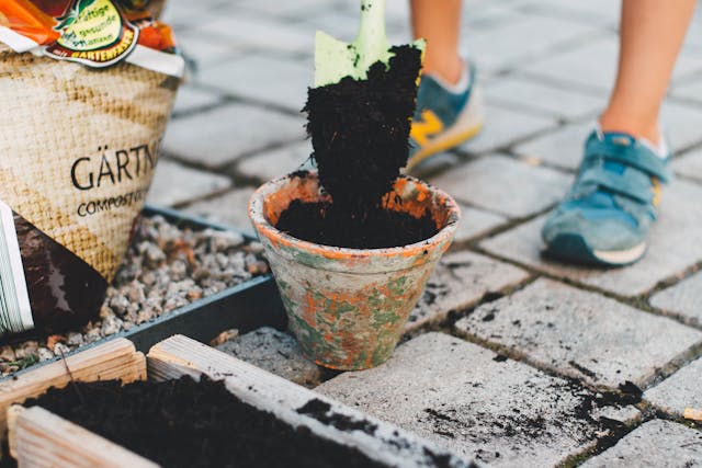get rid of gnats indoor plants