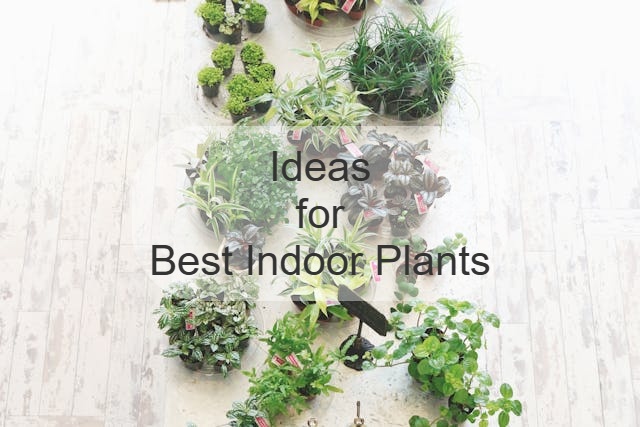 useful ideas for choosing the perfect indoor plants