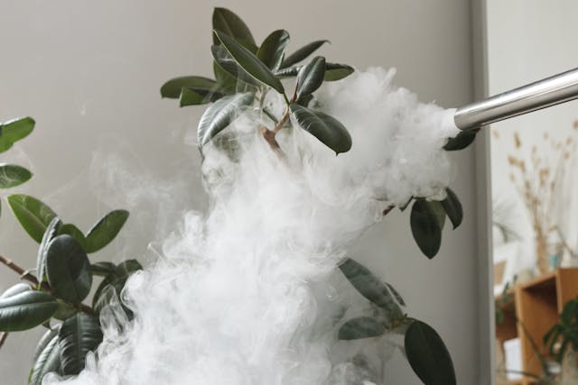 indoor plants that purify the air