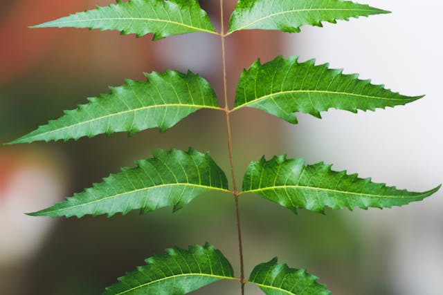 get rid of gnats indoor plants