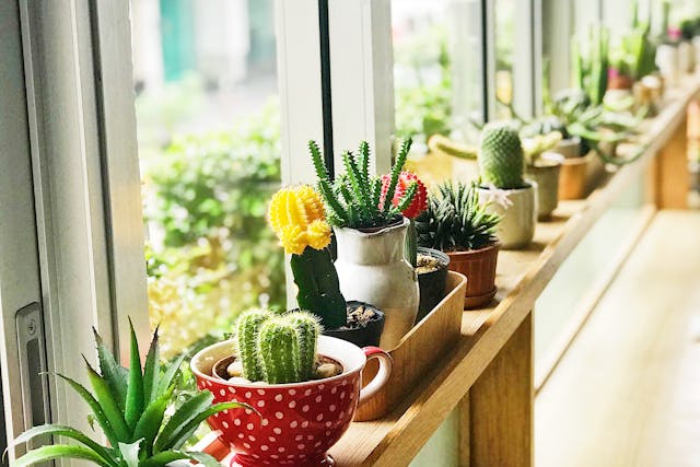 useful ideas for choosing the perfect indoor plants