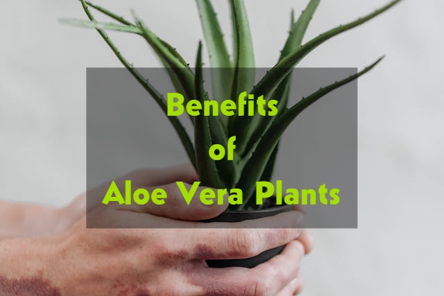 benefits of aloe vera plant in home