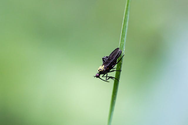 pexels-ruben-boekeloo-521336009-23886223 reasons indoor plants attracting fungus gnats