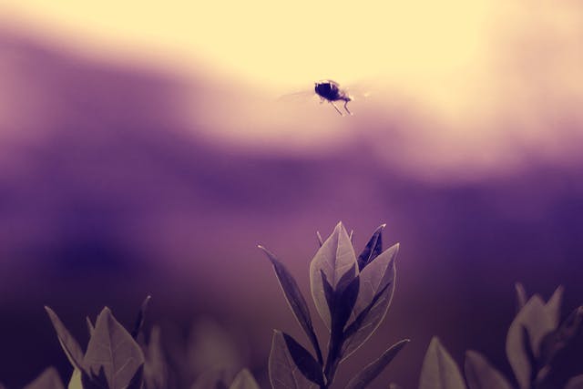 get rid of gnats indoor plants