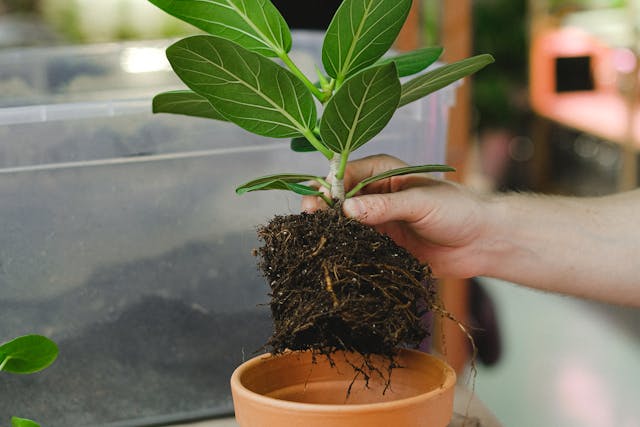 pexels-shvetsa-5830968 reasons indoor plants attracting fungus gnats
