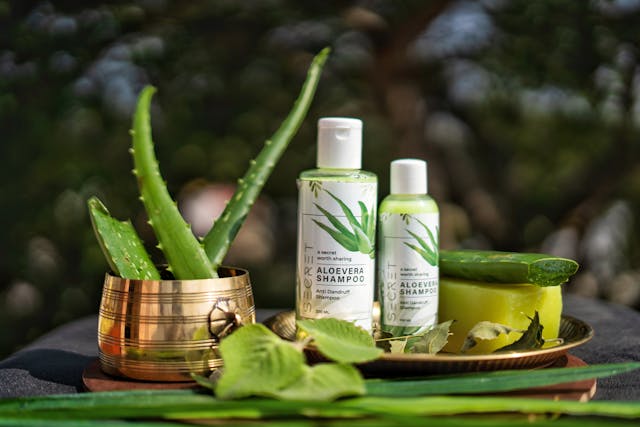 pexels-souranshi-fashion-and-lifestyle-magazine-2959920-7148533 benefits of aloe vera plant in home