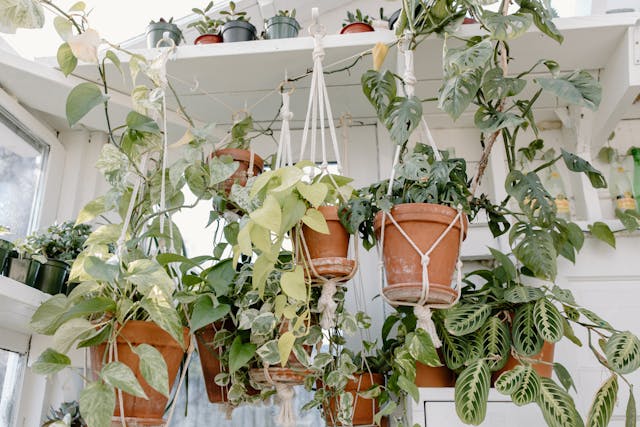 pexels-tara-winstead-7663960 reasons indoor plants attracting fungus gnats