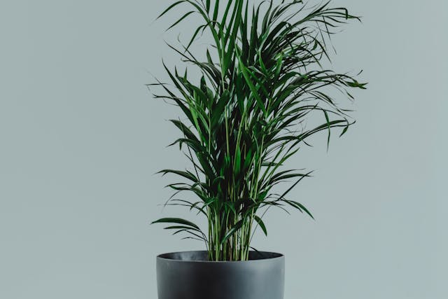 indoor plants that purify the air