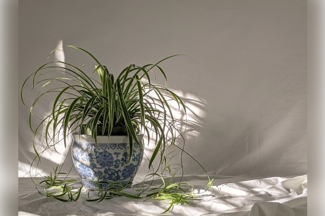 indoor plants with minimal care