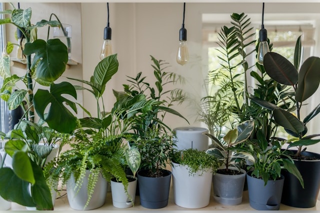 vadim-kaipov-8ZELrodSvTc-unsplash what are easy to grow indoor plants